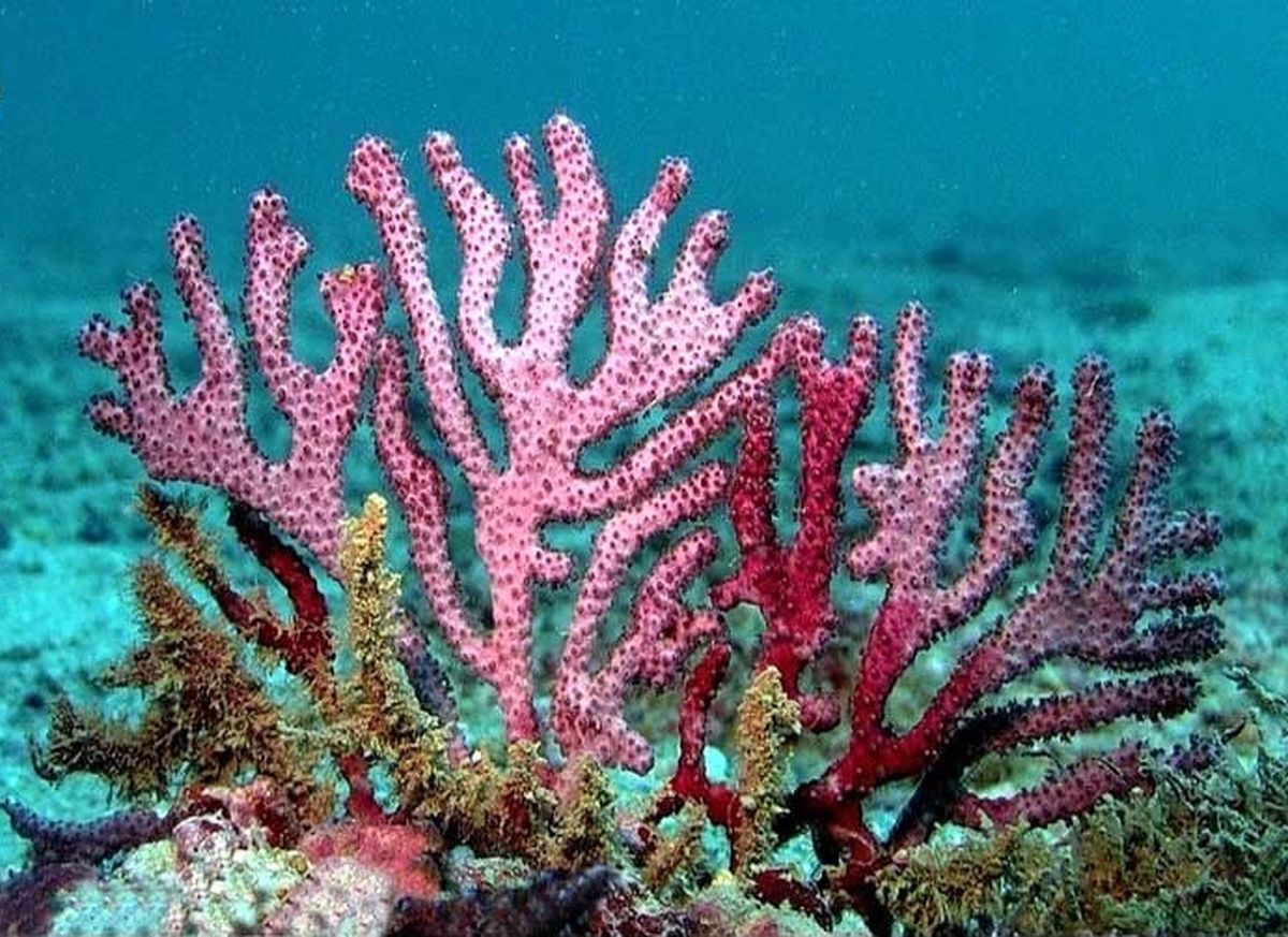  رییس مرکز اقیانوس‌شناسی بندرعباس: مرجان‌های خلیج فارس در خطر نابودی هستند