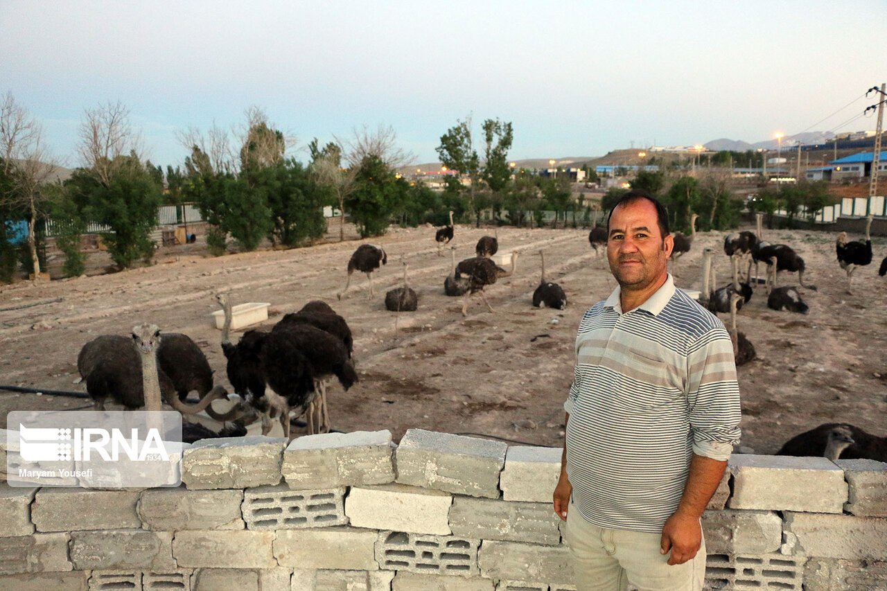 صنعت شترمرغداری در ایران جا نیفتاده است 