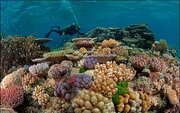 خلیج چابهار؛ زیستگاه مطلوب آبسنگ‌های مرجانی 