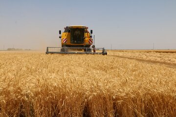 تولید گندم در خوشاب افزایش یافت