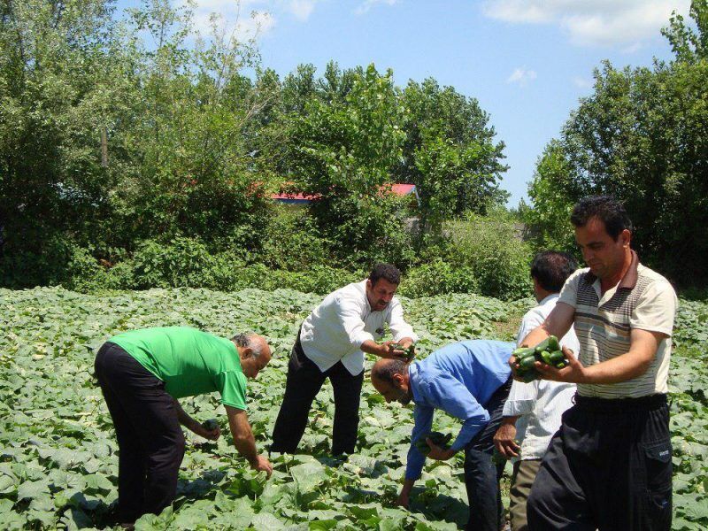 برداشت ۳۰هزارتن محصولات باغی در شهرستان صومعه سرا