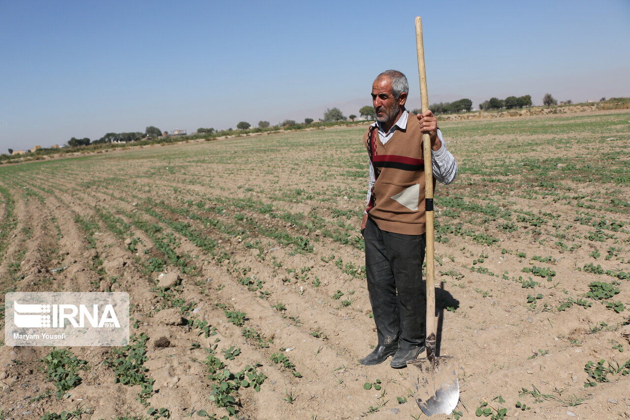 ۱۷۶ هزار خانوار روستایی خراسان رضوی فاقد بیمه اجتماعی هستند