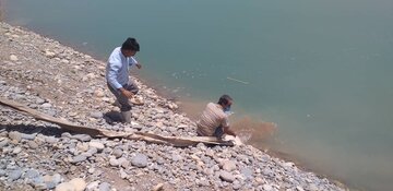 یک میلیون و ۱۰۰ هزار بچه ماهی در رودخانه دز رهاسازی شد