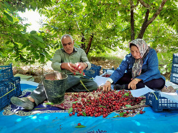 برداشت گیلاس از باغات بجنورد