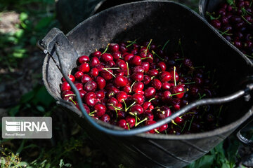 Cherry harvest from Iran's gardens