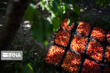 Cherry harvest from Iran's gardens