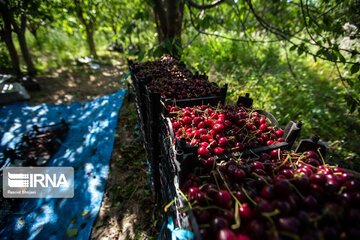 Cherry harvest from Iran's gardens