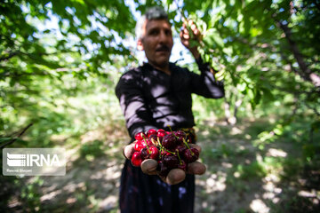 Cherry harvest from Iran's gardens