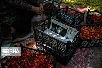 Cherry harvest from Iran's gardens