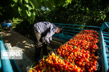 Cherry harvest from Iran's gardens