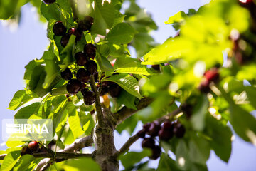 Cherry harvest from Iran's gardens