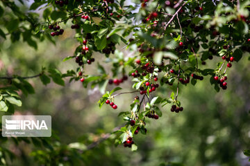 Cherry harvest from Iran's gardens