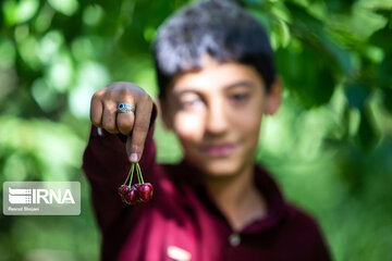 Cherry harvest from Iran's gardens