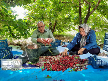 Cherry harvest from Iran's gardens