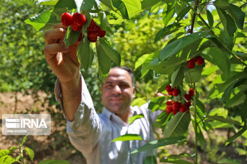 Cherry harvest from Iran's gardens