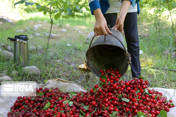 Cherry harvest from Iran's gardens