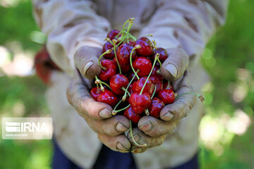 Cherry harvest from Iran's gardens