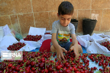 Cherry harvest from Iran's gardens