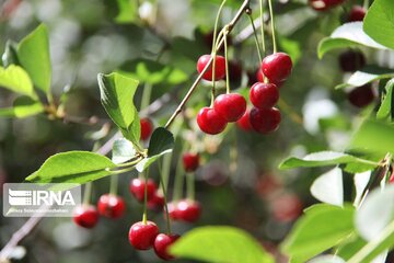 Cherry harvest from Iran's gardens