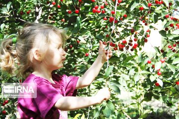 Cherry harvest from Iran's gardens