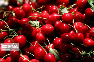 Cherry harvest from Iran's gardens