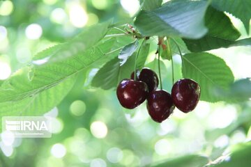 Cherry harvest from Iran's gardens