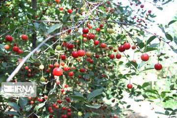 Cherry harvest from Iran's gardens