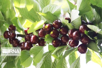 Cherry harvest from Iran's gardens