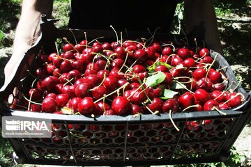 Cherry harvest from Iran's gardens