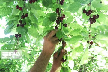 Cherry harvest from Iran's gardens