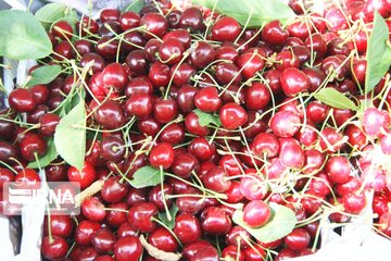 Cherry harvest from Iran's gardens