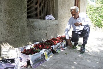 Cherry harvest from Iran's gardens