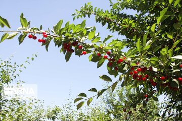 Cherry harvest from Iran's gardens