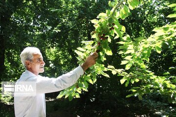 Cherry harvest from Iran's gardens