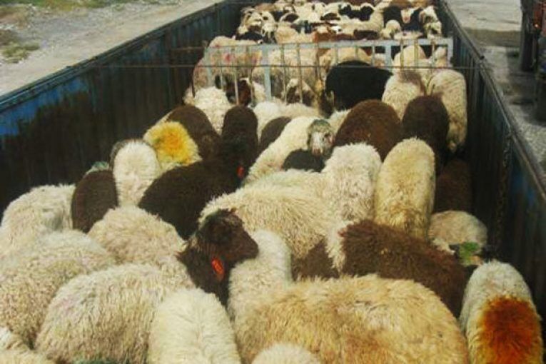 سارق احشام در گناوه دستگیر شد