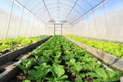واحدهای گلخانه‌ای خراسان جنوبی با زیرساخت لازم واگذار می‌شود