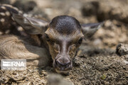 Birth of first red deer calf in Semeskandeh wildlife habitat in Sari