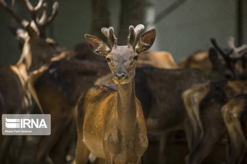 red deer