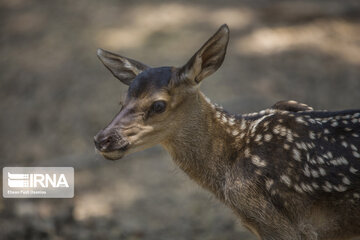 red deer