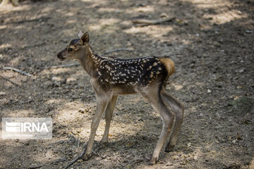 red deer