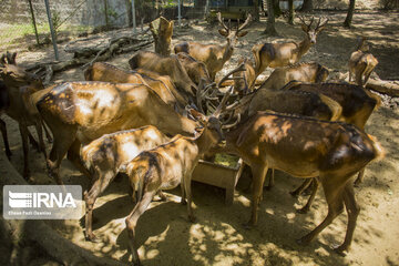 red deer