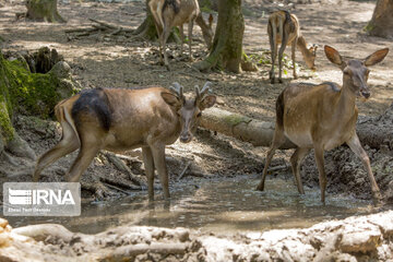 red deer