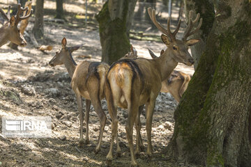 red deer