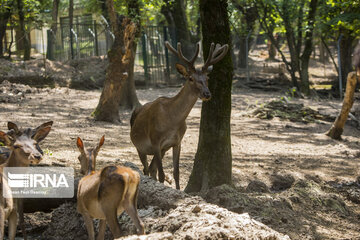 red deer