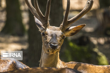 red deer