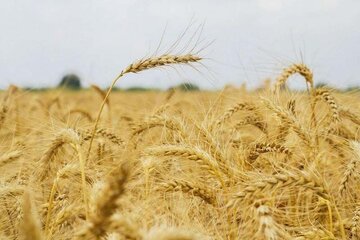 خرید گندم در استان خراسان رضوی افزایش یافت