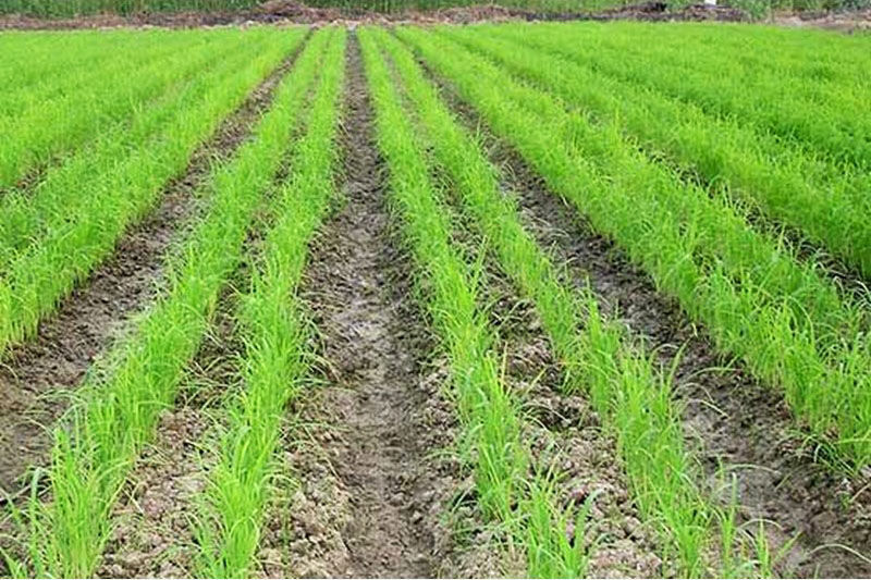 امیدواری شالیکاران شرق مازندران به خشکه کاری برای تامین آذوقه برنج