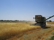خرید تضمینی گندم و دانه‌های روغنی در کردستان آغاز شد