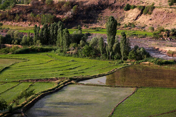 آب رودخانه شاهرود در رگ شالیزارهای الموت