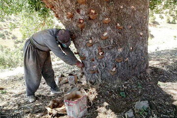 برداشت بدون مجوز سقز در کرمانشاه ممنوع است